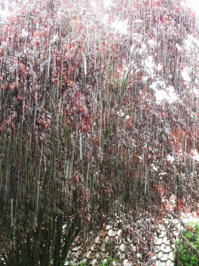 Blick auf einen großen, rotlaubigen Baum während eines Regenschauers, mit Fallströmen von Wasser im Vordergrund.