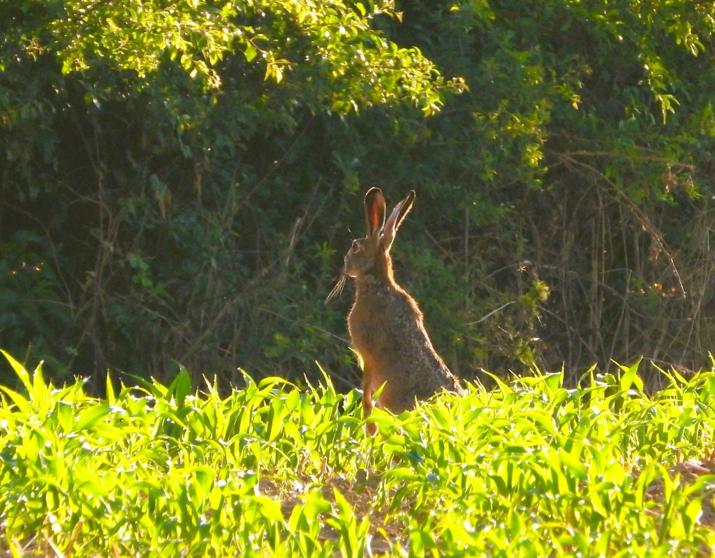 Ein Feldhase sitzt aufrecht im grünen Feld, umgeben von Pflanzen, mit einem Wald im Hintergrund.