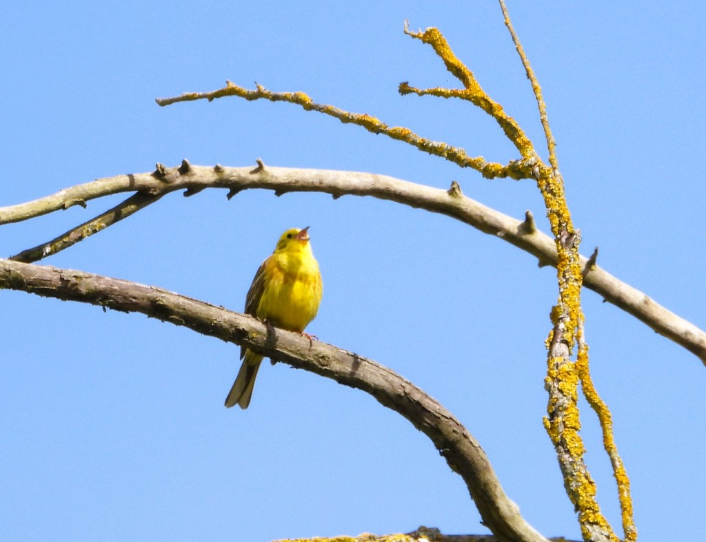 Ein gelber Vogel sitzt auf einem Ast mit blauen Himmel im Hintergrund.