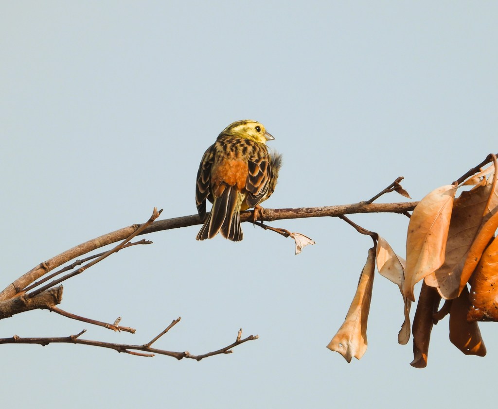 Ein kleiner Vogel sitzt auf einem Ast, mit gelbem Kopf und orange-braunem Gefieder, umgeben von trockenen Blättern.