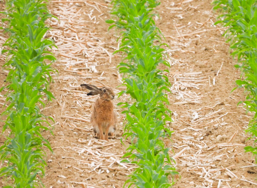 Ein Feld mit reihenweise grünen Pflanzen und einem Kaninchen, das zwischen den Pflanzen sitzt.