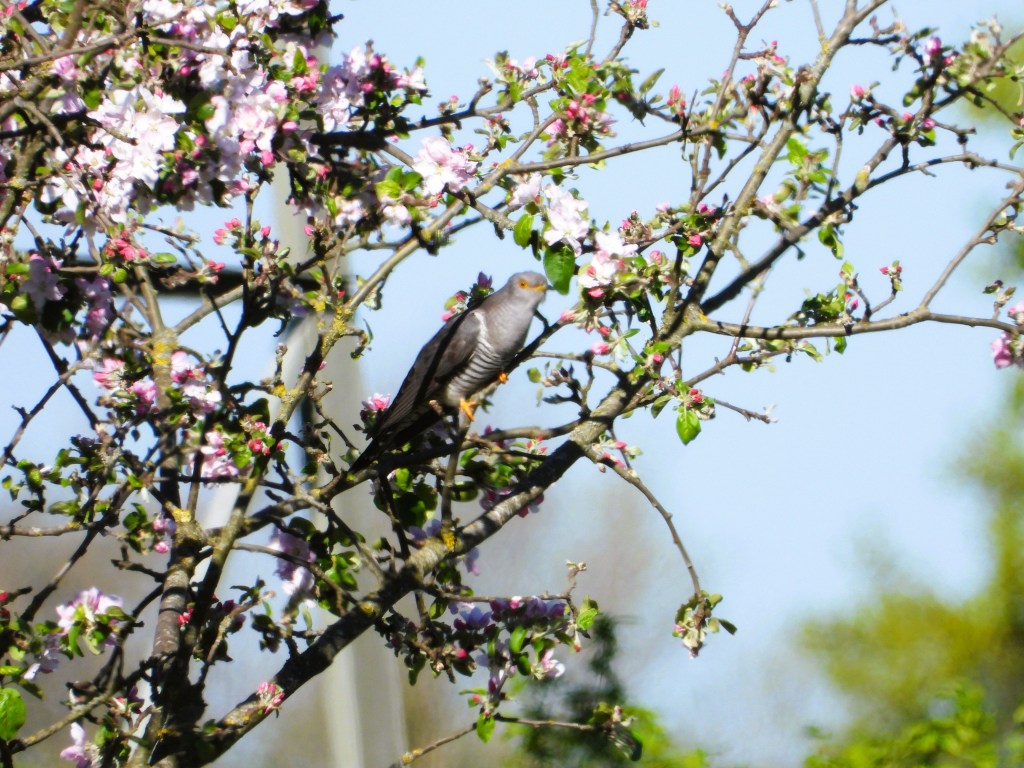 Ein Vogel sitzt auf einem Zweig eines blühenden Baumes mit rosa Blüten vor klarem Himmel.
