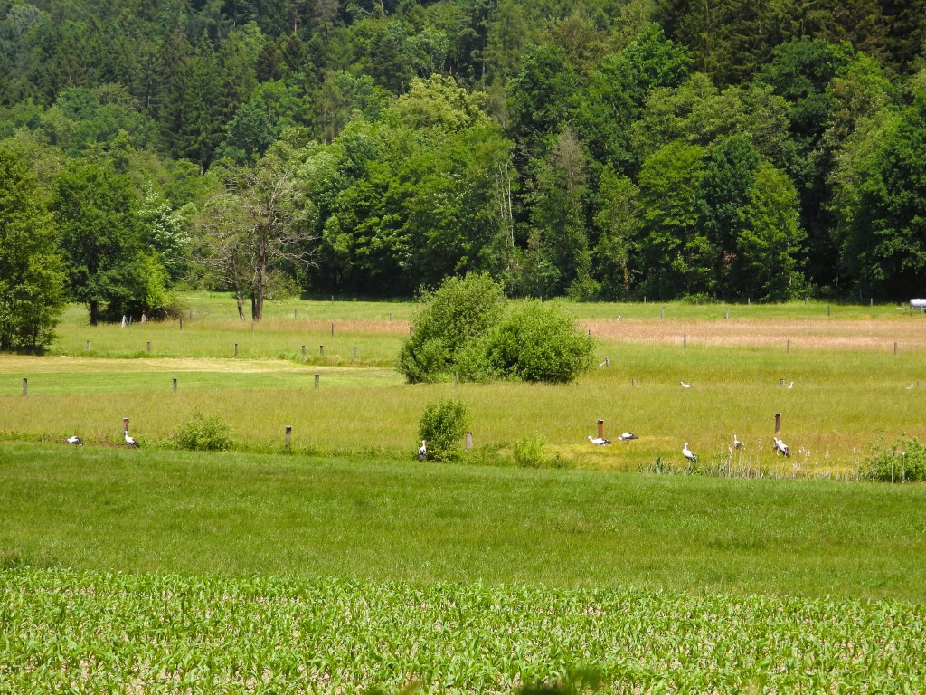 Eine malerische Wiesenlandschaft mit mehreren Störchen, umgeben von Bäumen und verschiedenen Gräsern.