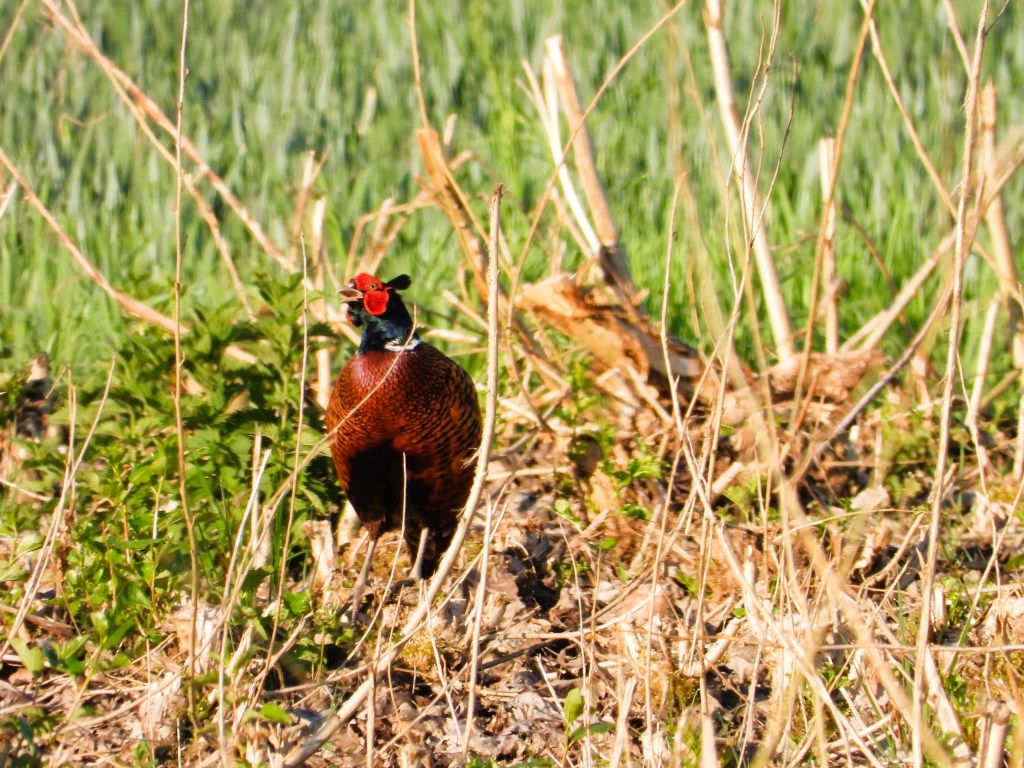 Ein Rekordfasan steht im Gras, umgeben von trockenen Pflanzen und frischem Grün im Hintergrund.