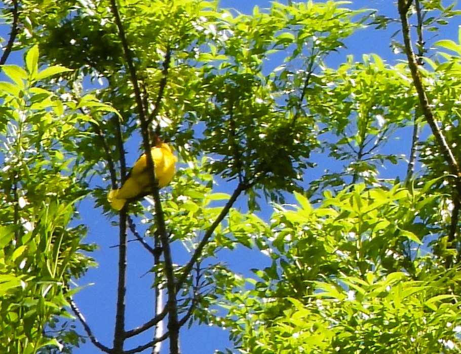Ein gelber Vogel sitzt in einem Baum mit grünen Blättern vor einem blauen Himmel.