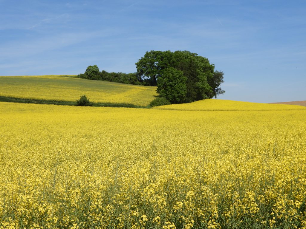 Blühendes Rapsfeld unter blauem Himmel mit sanften Hügeln im Hintergrund.