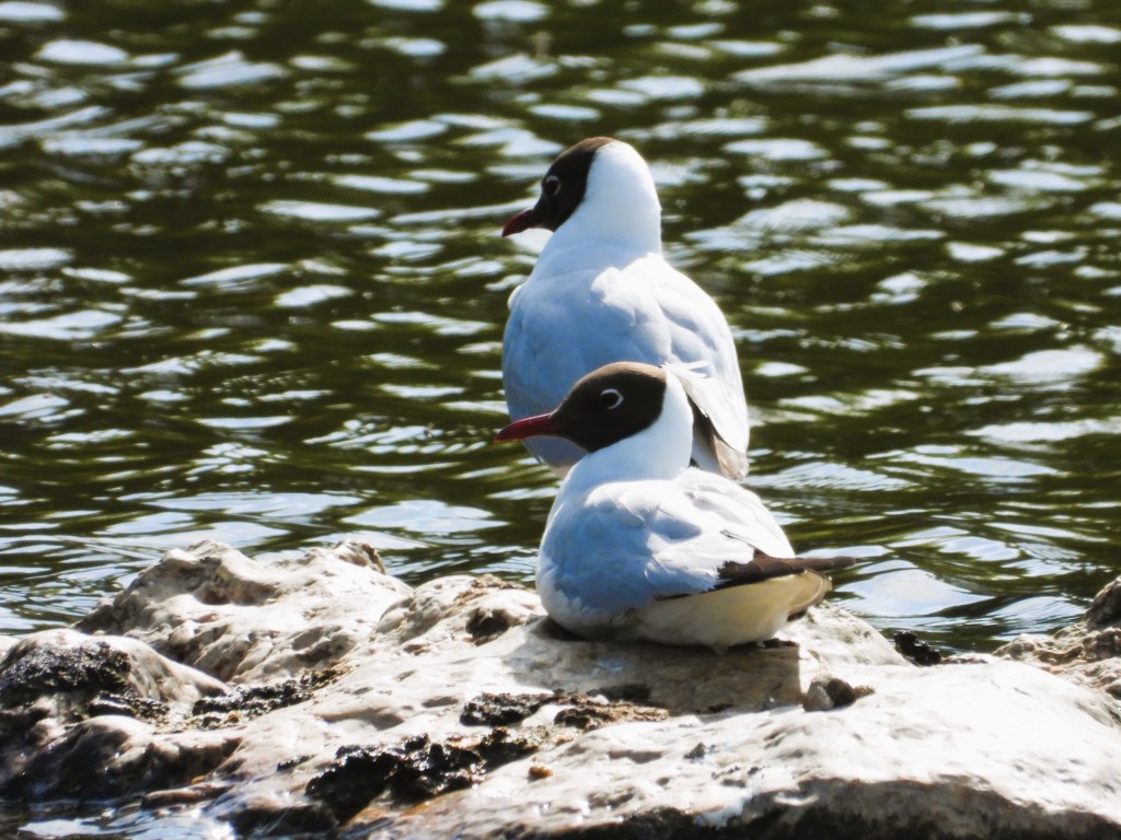 Zwei Möwen sitzen auf einem Felsen am Wasser, während sich sanfte Wellen im Hintergrund spiegeln.