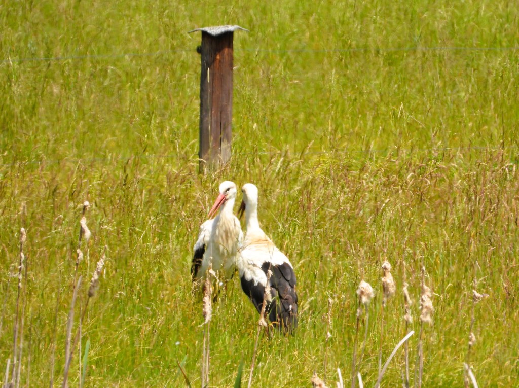 Zwei Störche stehen in einem grünen Feld mit hohem Gras und einem Holzpfahl im Hintergrund.