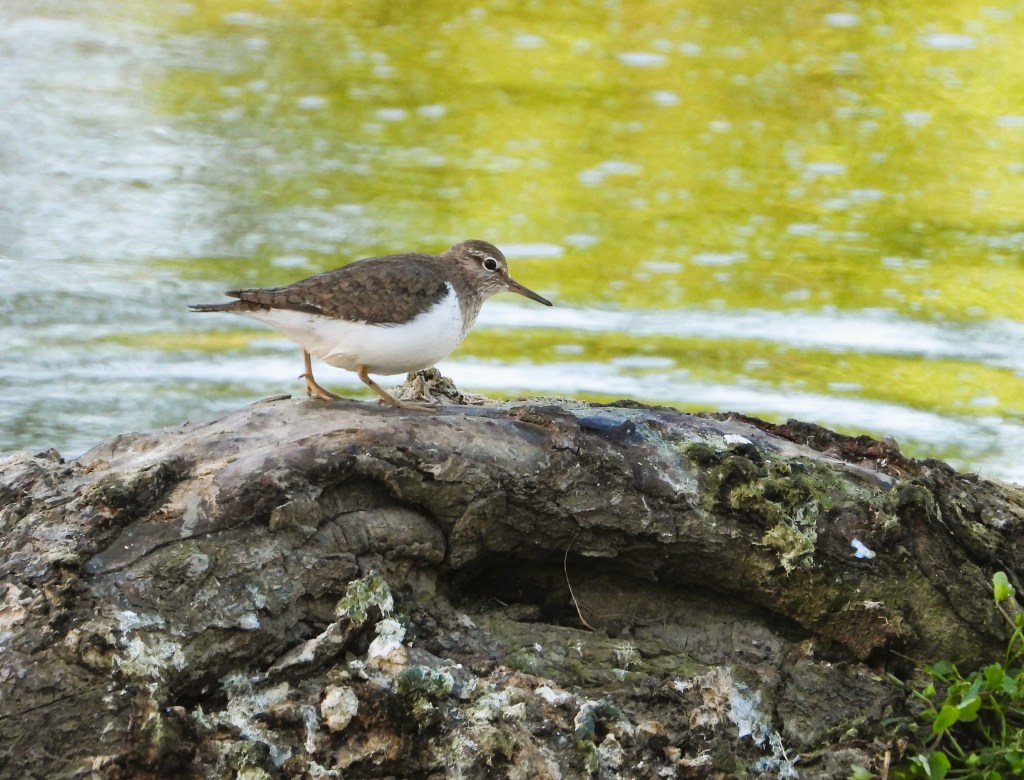 Ein kleiner Vogel steht auf einem Baumstamm am Ufer eines Gewässers.