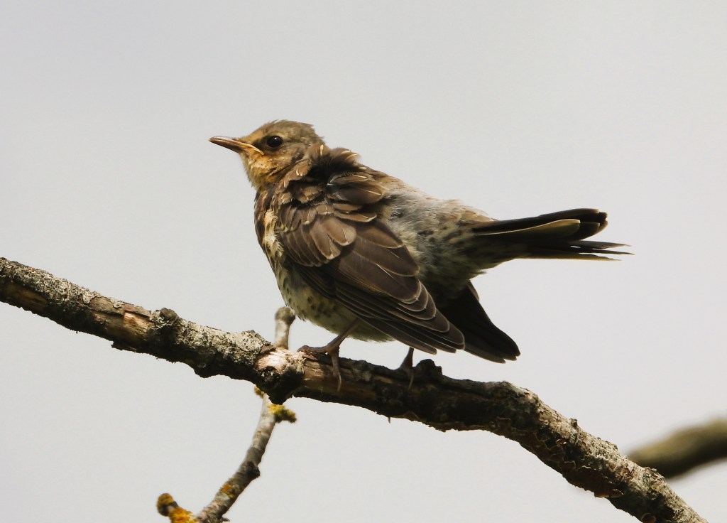 Ein junger Vogel sitzt auf einem Baumast und schaut zur Seite.