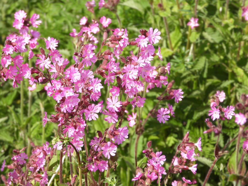 Eine Gruppe von pinken Blumen vor grünem Hintergrund.