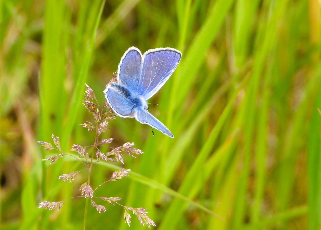 Ein blauer Schmetterling sitzt auf einem Grashalm vor einem Hintergrund aus grünen Gräsern.
