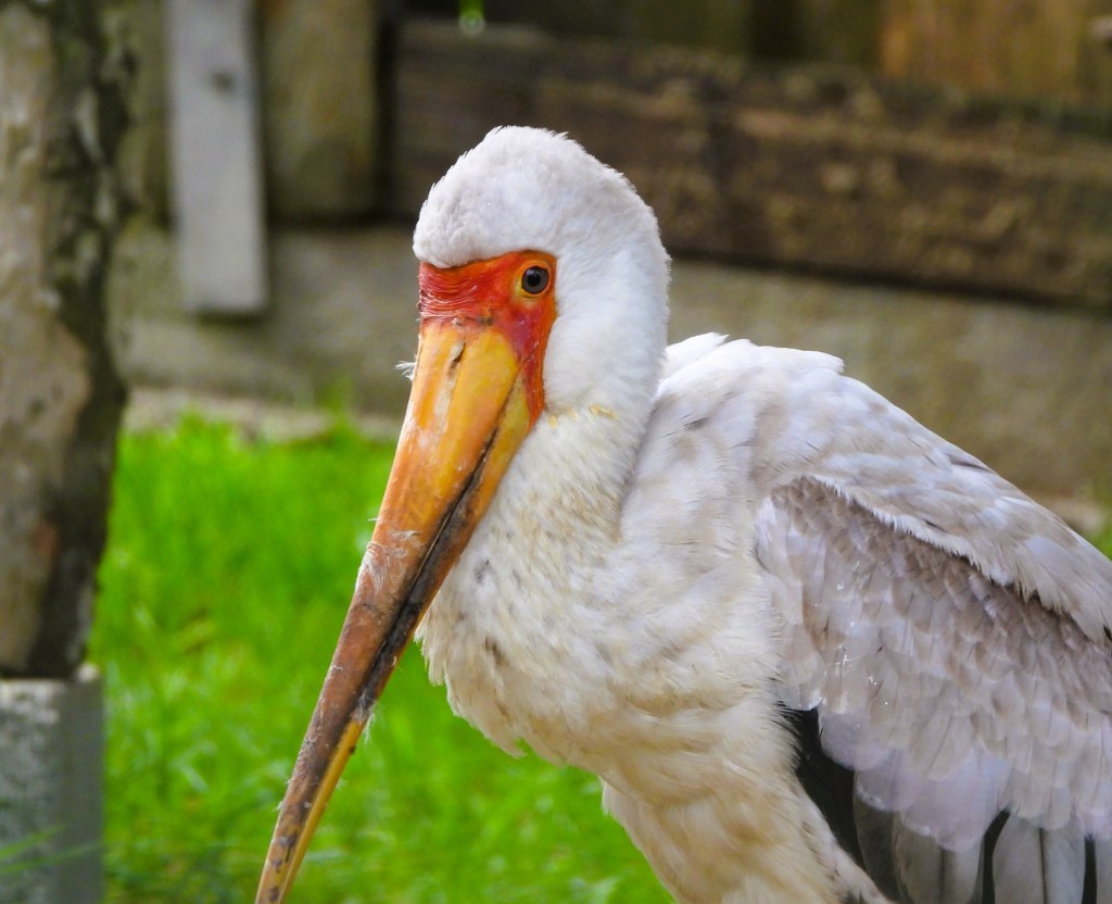 Ein Nahaufnahme eines Storchens mit weißem Gefieder und orangefarbenem Schnabel vor einer grünen Wiese.