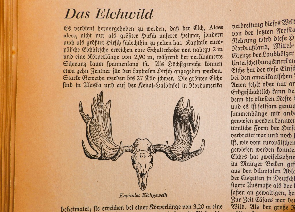 Eine Buchseite mit dem Titel 'Das Elchwild', die Informationen über Elche und eine Illustration eines Elchgeweihs enthält.