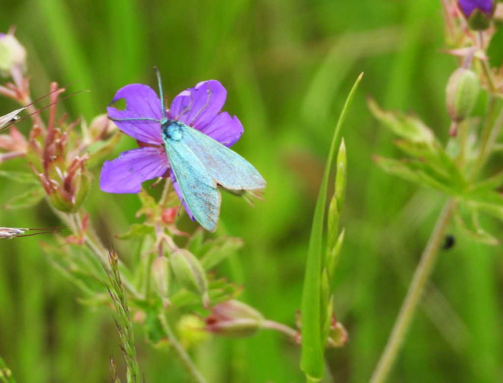 Ein blauer Schmetterling sitzt auf einer violetten Blume in einem grünen Feld.