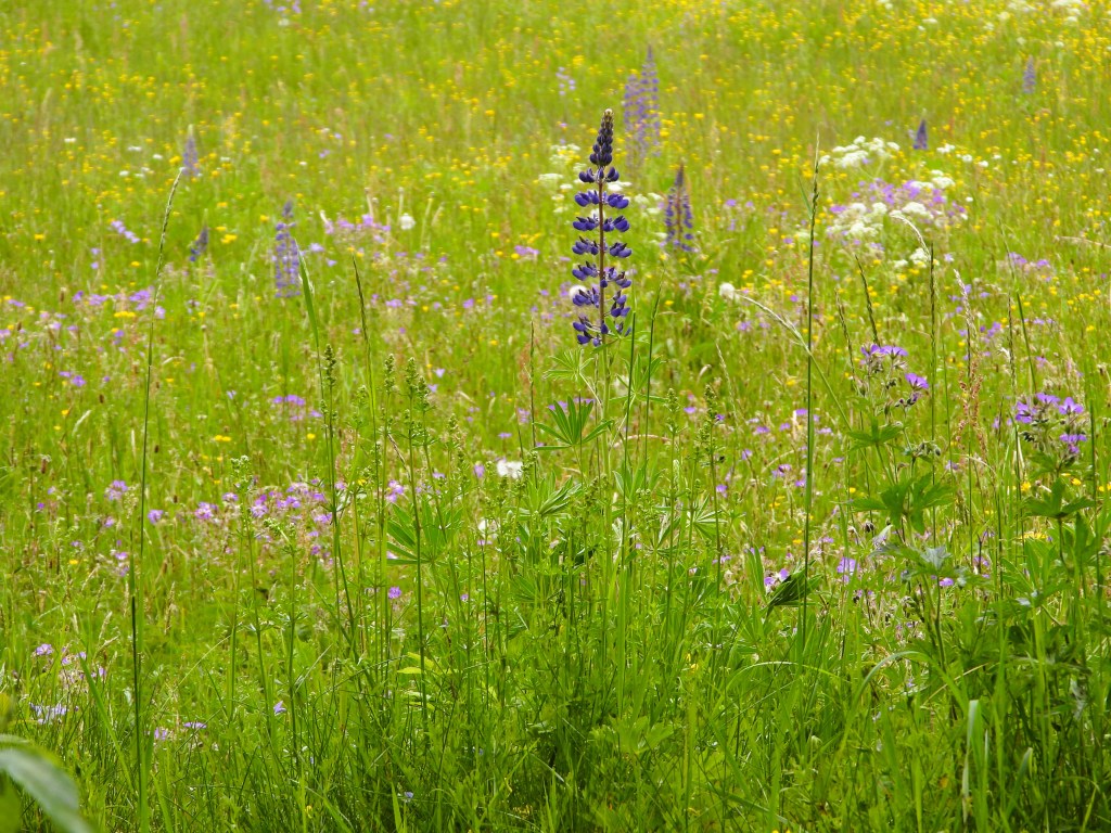 Bunte Blumenwiese mit lila Lupinen und verschiedenen wildblühenden Pflanzen im Vordergrund.