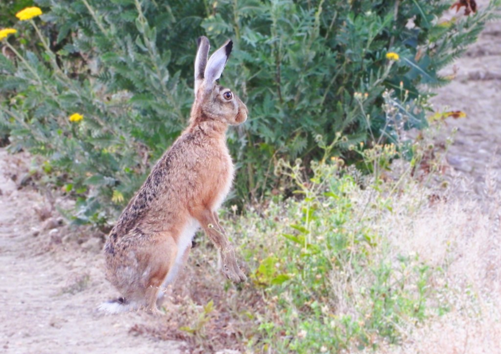 Ein aufrecht stehender Hase in einem grünen Feld mit Pflanzen im Hintergrund.