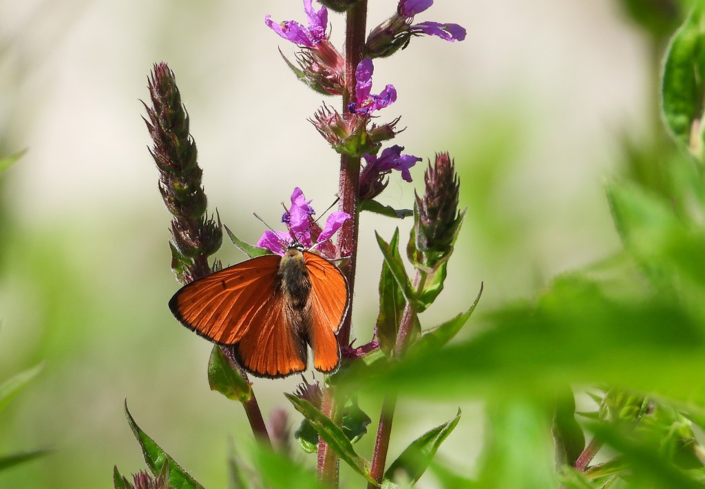 Ein orangefarbener Schmetterling sitzt auf einer lila Blume vor grünem Hintergrund.