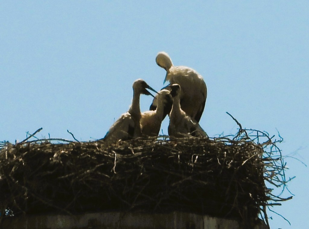 Ein Storchennest mit mehreren Jungstörchen und einem adulten Storch auf einem Mast vor blauem Himmel.