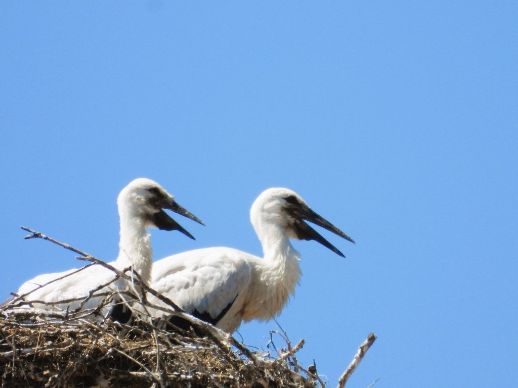 Zwei Weißstörche sitzen in ihrem Nest unter einem blauen Himmel.