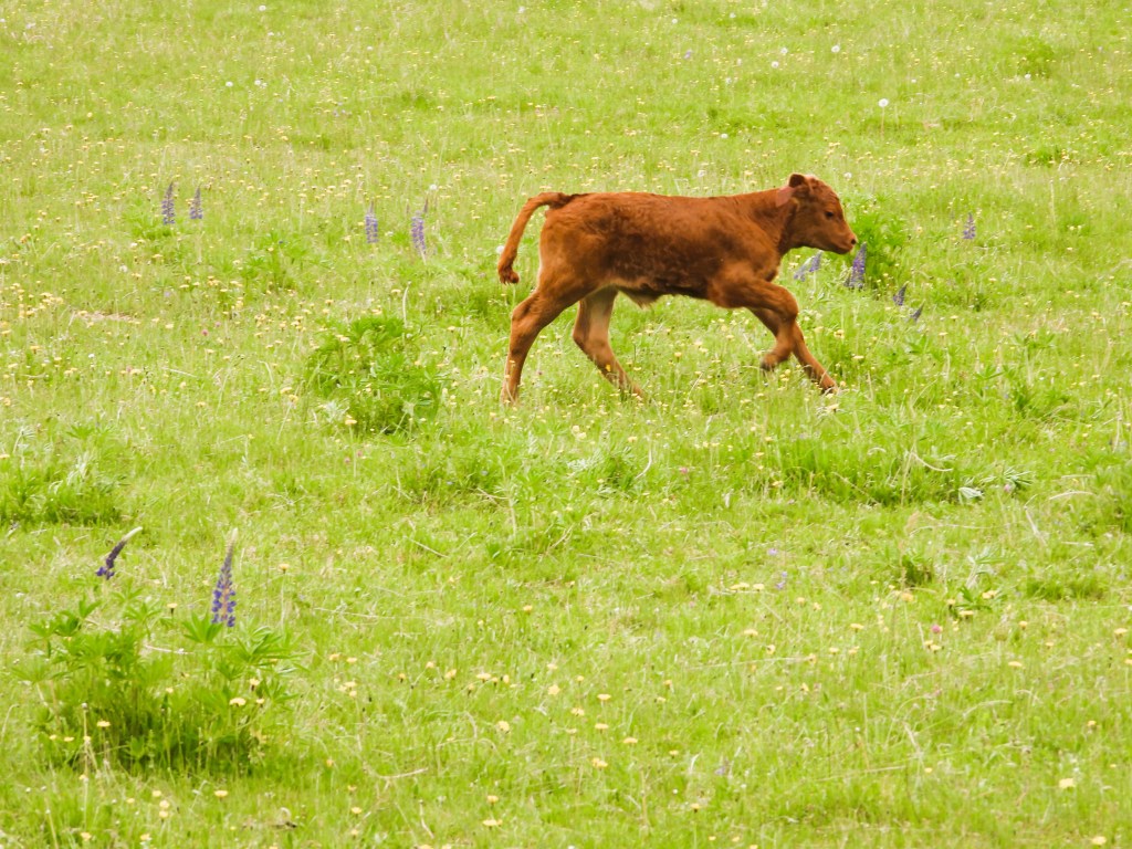 Ein Kalb läuft fröhlich über eine grüne Wiese mit bunten Blumen.