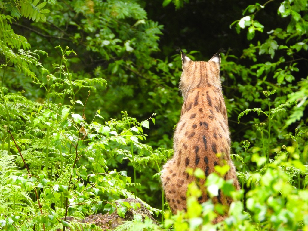 Ein Luchs sitzt im Grünen und schaut in die Ferne.