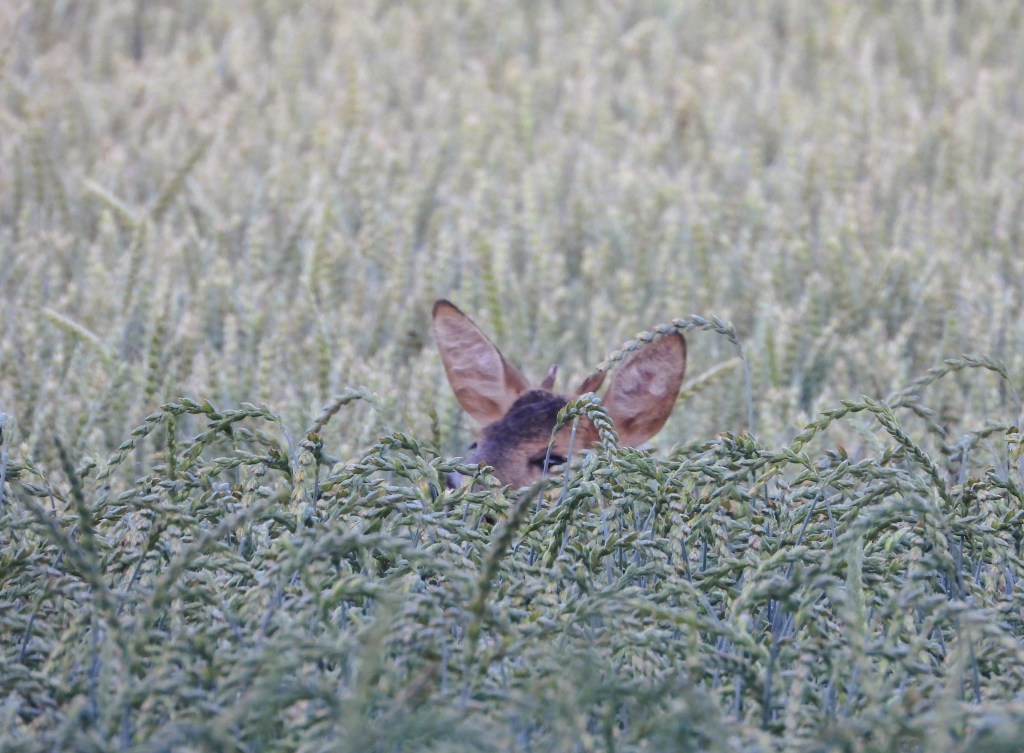 Ein Reh schaut neugierig aus einem hohen Feld heraus.
