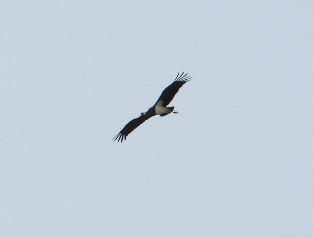 Ein Greifvogel fliegt hoch am Himmel, mit ausgebreiteten Flügeln vor einem hellen Hintergrund.