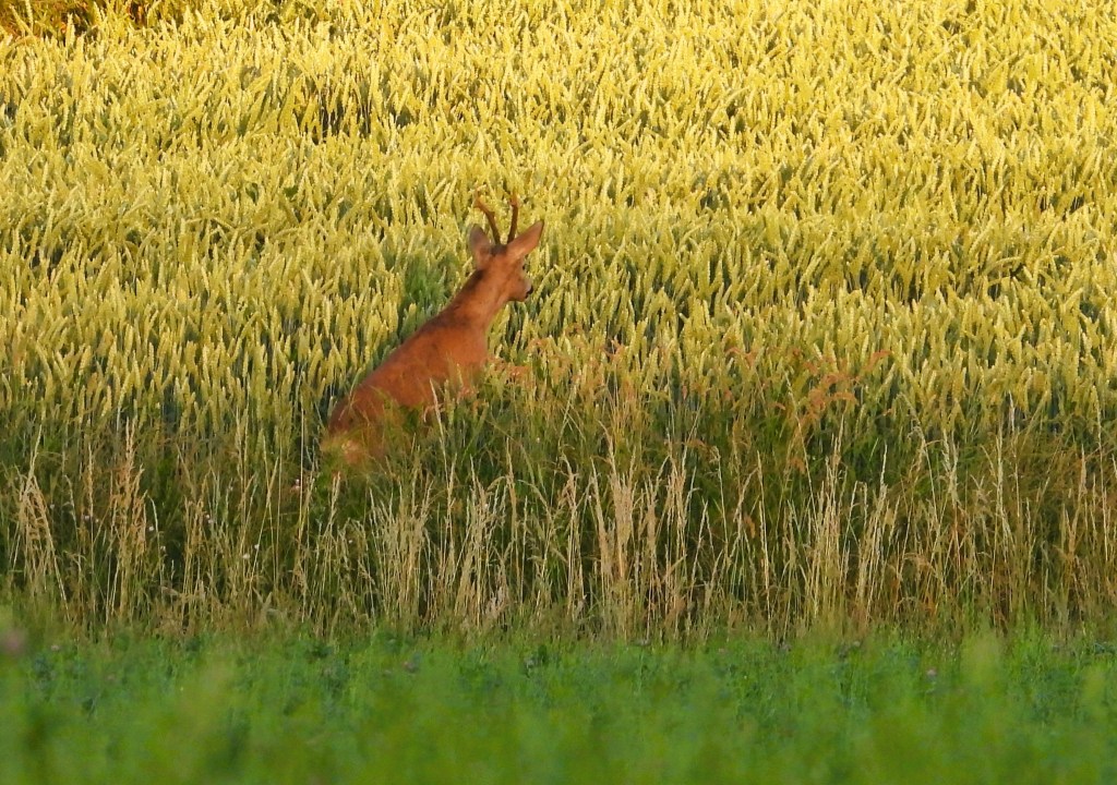 Ein Rehbock steht im hohen Gras eines Getreidefeldes.