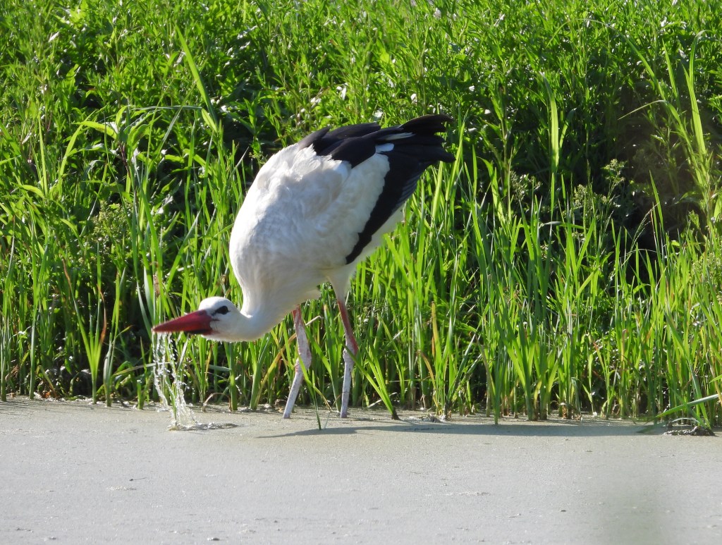 Ein Storch steht in der Nähe von grünem Grass und beugt sich über das Wasser.