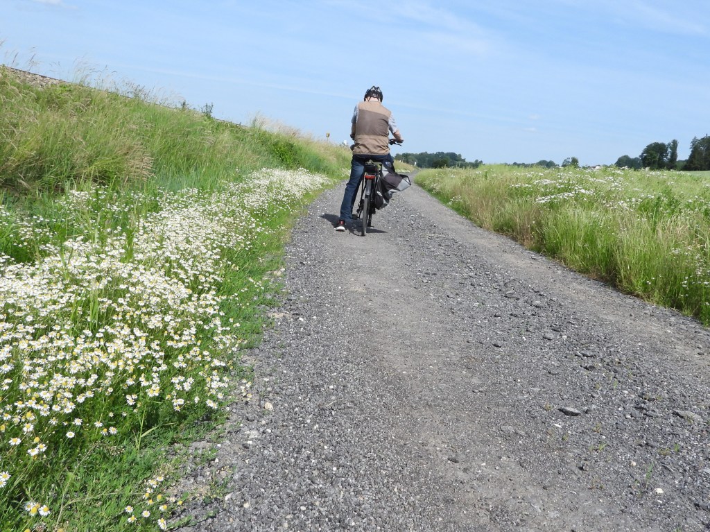 Ein Radfahrer auf einem Kiesweg, umgeben von blühenden Wildblumen und hohem Gras.