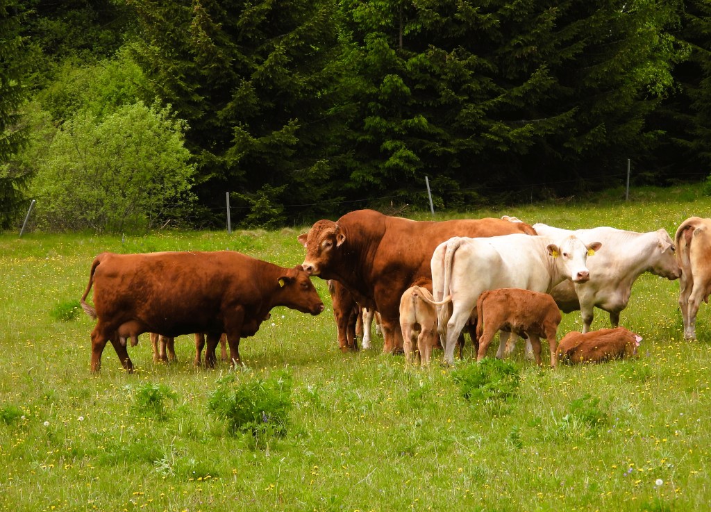 Eine Gruppe von Rindern, darunter braune und weiße Kühe, steht auf einer grünen Wiese umgeben von Bäumen.