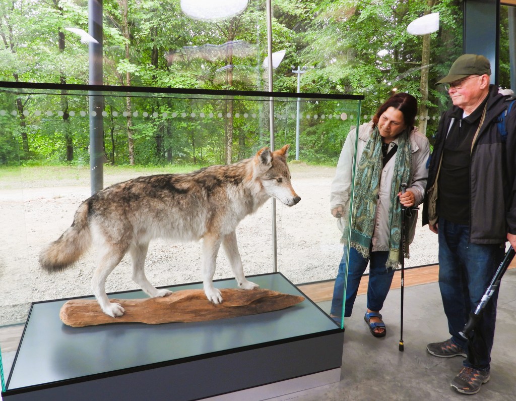 Zwei Personen betrachten ein ausgestopftes Wolfsmodell in einem modernen Ausstellungsraum umgeben von Natur.