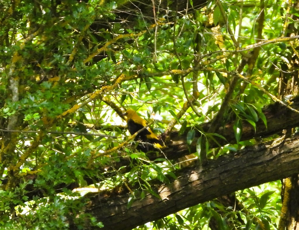 Ein schillernder Vogel sitzt auf einem Ast, umgeben von üppigem grünem Laub.
