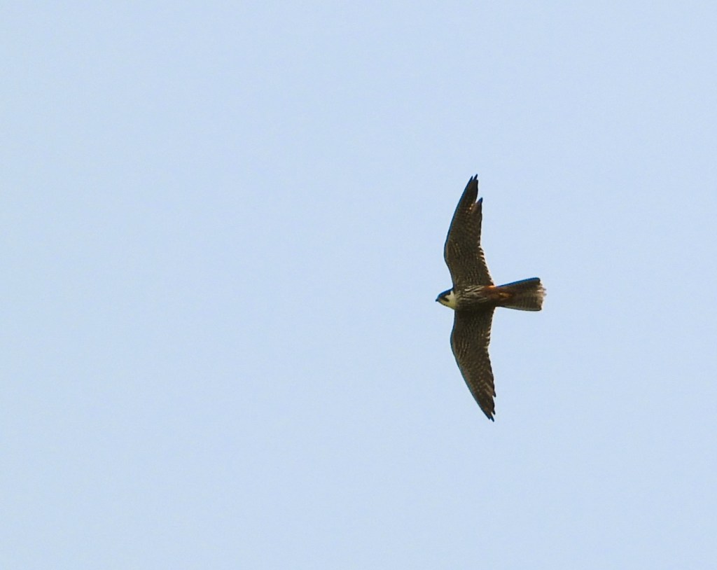 Ein Falke fliegt hoch am Himmel mit ausgebreiteten Flügeln vor einem hellblauen Hintergrund.
