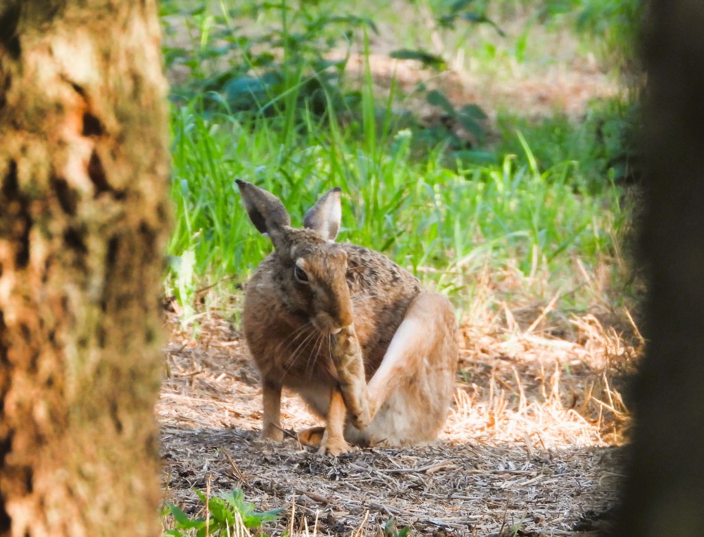 Ein einzelner Hase sitzt im Wald und putzt seine Pfoten, umgeben von grüner Vegetation.