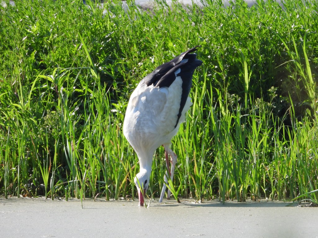 Ein Storch steht im Wasser und pickt nach Nahrung, umgeben von hohen grünen Gräsern.