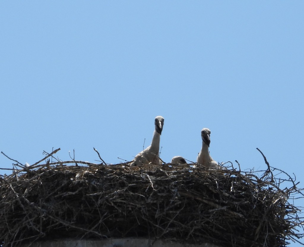 Ein Storchennest mit mehreren Jungtieren, die den Kopf aus dem Nest hervorstrecken, vor einem blauen Himmel.