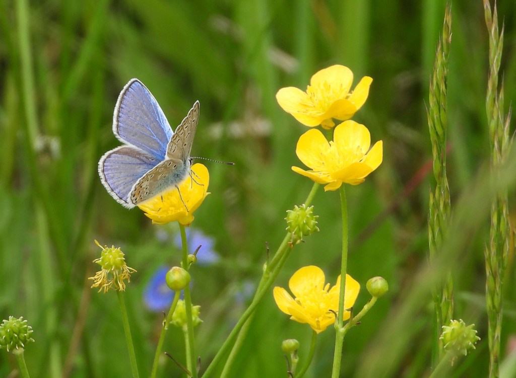 Ein blauer Schmetterling sitzt auf einer gelben Blüte, umgeben von weiteren gelben Blumen und grünem Gras.