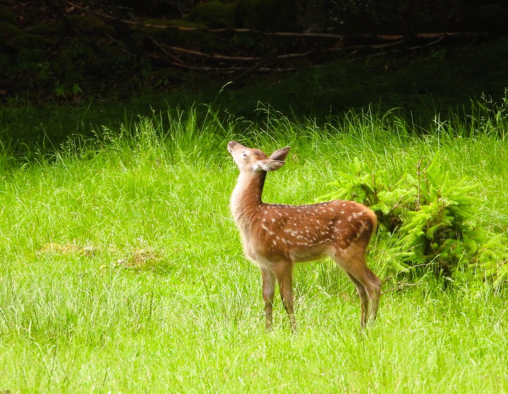 Ein Rehkitz steht auf einer grünen Wiese und schaut nach oben.