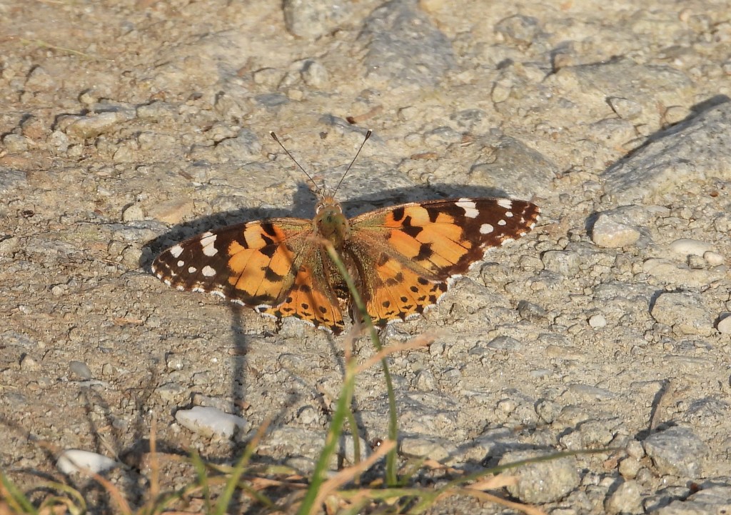 Ein Schmetterling mit orangefarbenen und schwarzen Flügeln sitzt auf einem steinigen Boden.