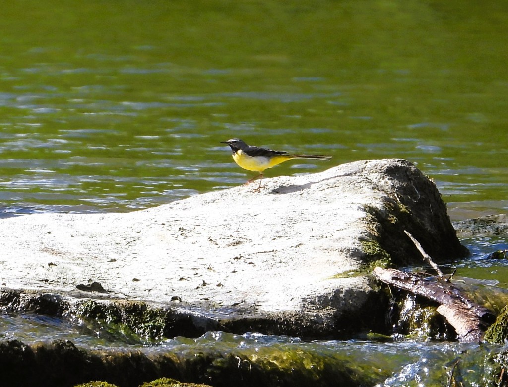 Ein gelber Vogel steht auf einem Stein nahe einem Gewässer.
