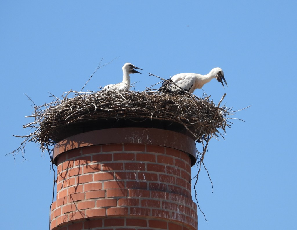 Zwei Störche sitzen auf einem Nest, das auf einem Ziegelmauerwerk-Schornstein gebaut ist, vor einem blauen Himmel.
