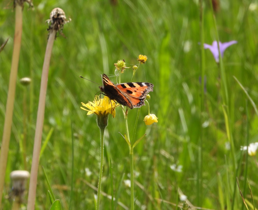 Ein Schmetterling mit orangefarbenen und schwarzen Flügeln sitzt auf einer gelben Blume in einer grünen Wiese.