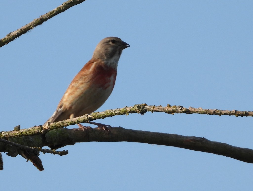 Ein Vogel sitzt auf einem Ast vor einem blauen Himmel.