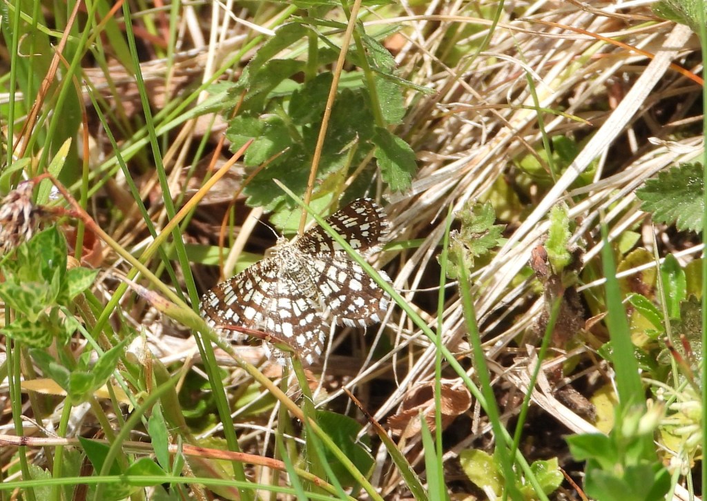Ein Schmetterling, der auf Gras und Pflanzen sitzt, umgeben von grünen Blättern und trockenem Gras.