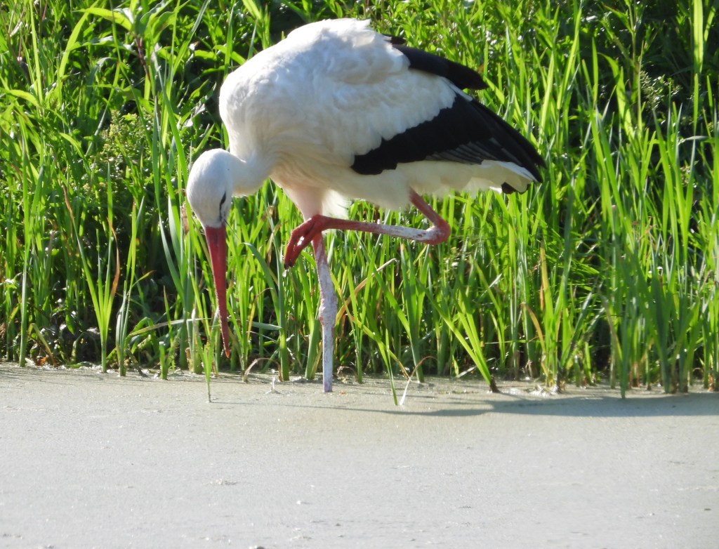 Ein Weißstorch steht auf einem Bein in einem mit Gras umgebenen Gewässer und sucht nach Nahrung.
