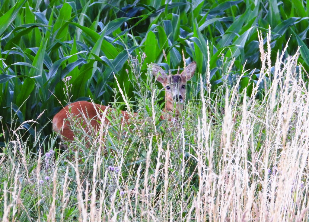 Ein Reh steht zwischen hohem Gras und grünen Pflanzen in einem Feld.