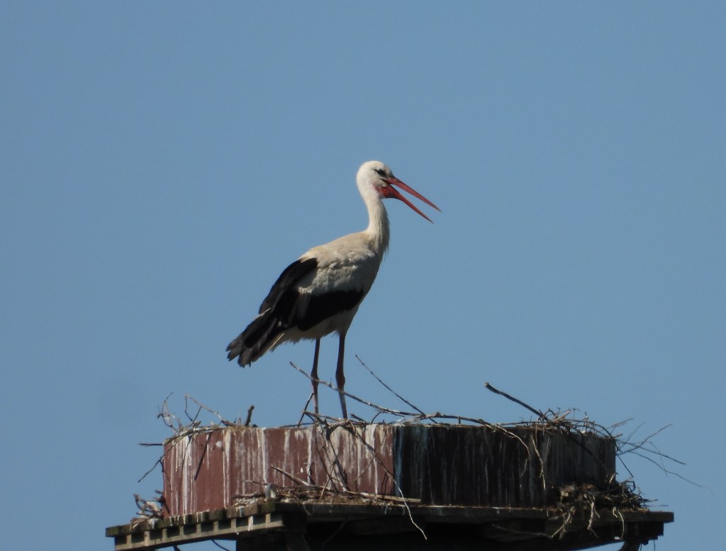 Ein Storch steht auf einem Nest auf einer Plattform und öffnet seinen Schnabel, um zu kreischen. Der Himmel im Hintergrund ist klar und blau.