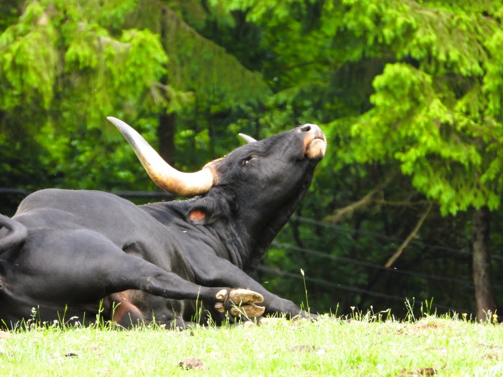 Ein schwarzes Rind liegt auf grünem Gras und schaut mit angehobenem Kopf nach oben, umgeben von Bäumen.
